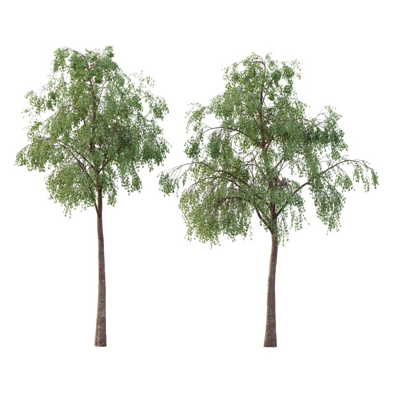 Eucalyptus Robusta Trees 06 - Image 1