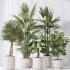 AV Indoor plants set 186 Olive Artificial and Arboricola Umbrella and Areca Palm and Rhapis Excelsa Lady Palm and Ruffled Fan Palm - Thumbnail 4