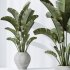 AV Indoor plants set 183 Mission Arbequina Olive and Aspidistra Elatior Cast iron and Ravenala Banana Strelitzia Nicolai - Thumbnail 7