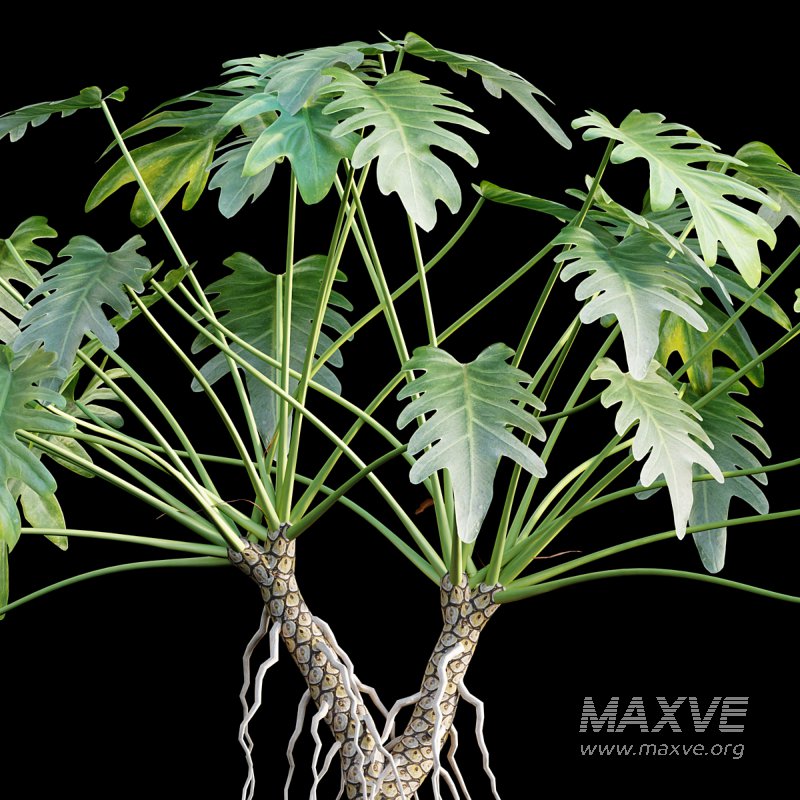 Philodendron xanadu - Image 5