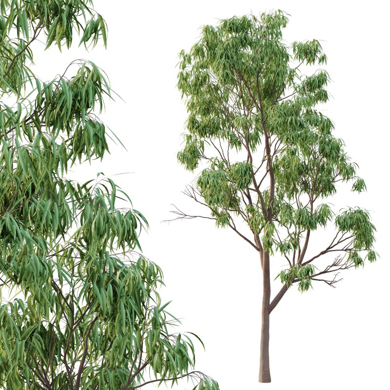 Eucalyptus Robusta Trees 02 - Image 4