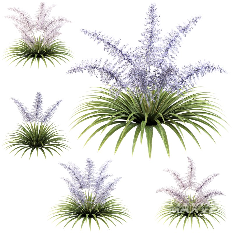 Lush garden shrub - Image 5