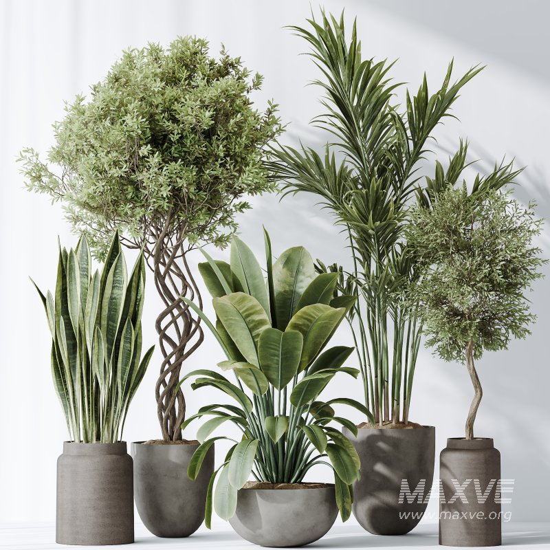 AV Indoor plants set 182 Areca Majesty Palm and Ficus Elastica Robusta and Olive Elegant Mission and Green Sansevieria - Image 5