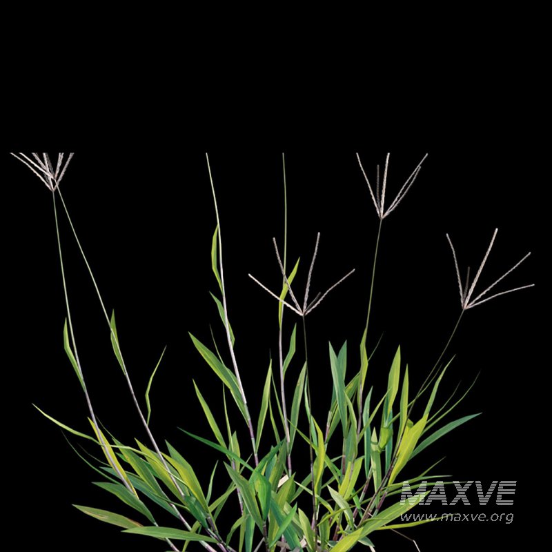 Cynodon dactylon – set 03 - Image 8