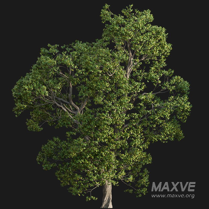 Cinnamomum camphora 02 - Image 3