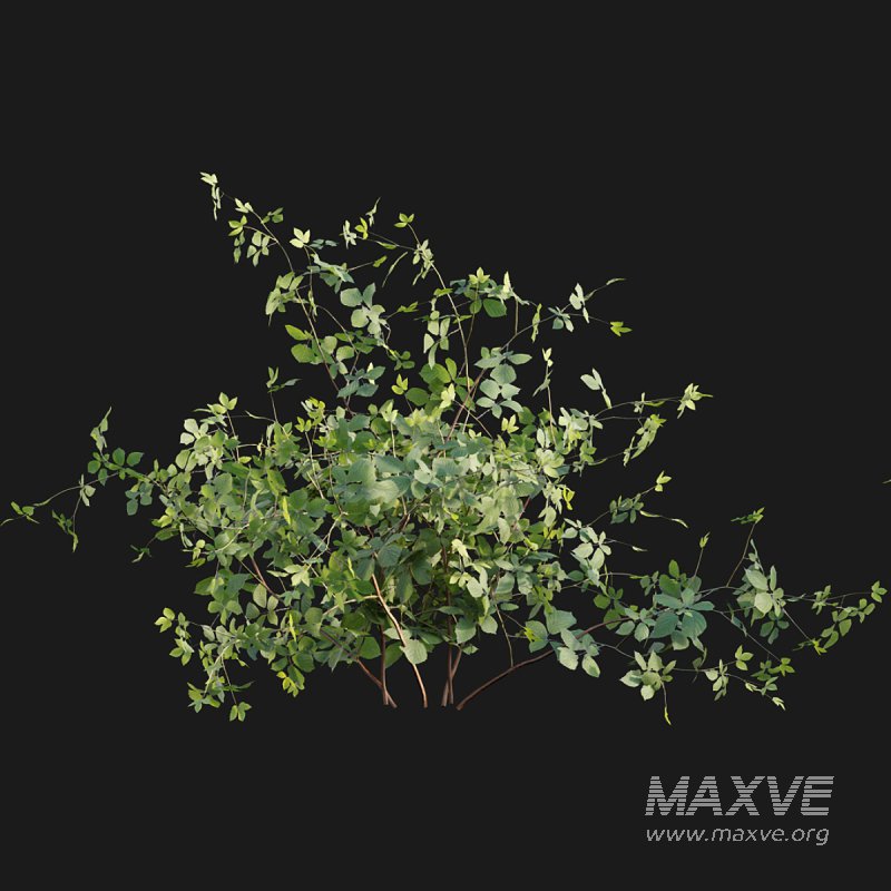 Rubus fruticosus - Image 2