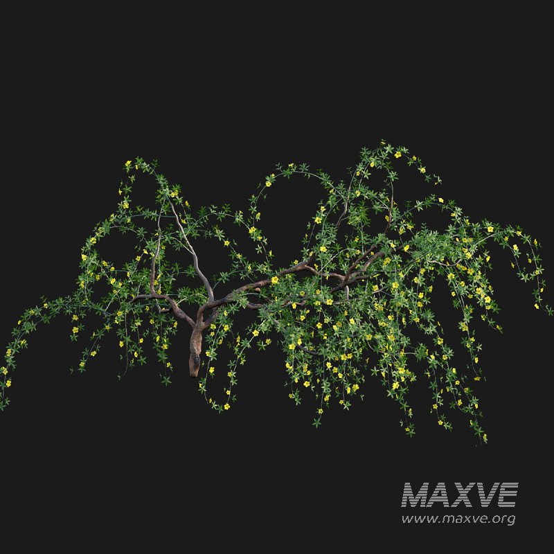 Allamanda cathartica – Golden Trumpet - Image 5