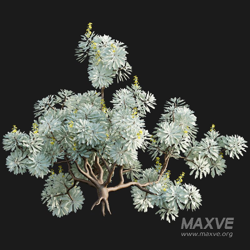 Crossostephium chinense - Image 7