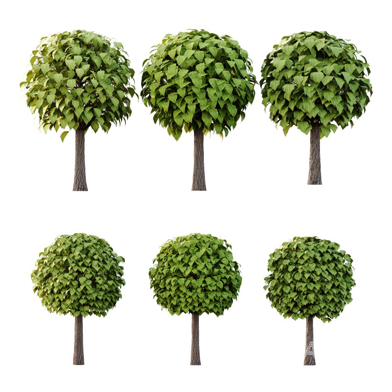 Catalpa Ovata Tree 01 - Image 1