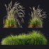 AV Calamagrostis Acutiflora Karl Foerster and Carex Elata Aurea Grasses - Thumbnail 7