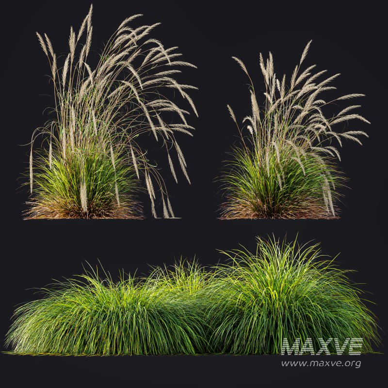 AV Calamagrostis Acutiflora Karl Foerster and Carex Elata Aurea Grasses - Image 7