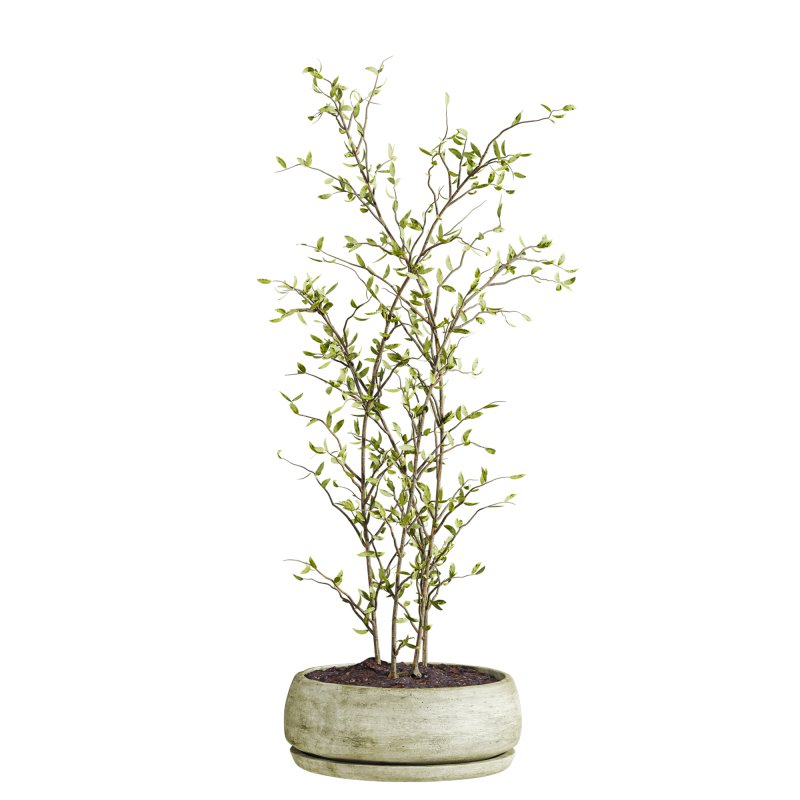 plants set - Image 2