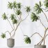 AV Indoor plants set 188 Mission Kalamata Leccino Arbequina Olive and Ficus Cyathistipula and Mountain Kentia Palm - Thumbnail 6