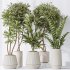 AV Indoor plants set 184 Olive Artificial Olea Tree and Zamiifolia Araceae and Lemon Lime Cane Dragon and Euphorbia Drupifera - Thumbnail 7