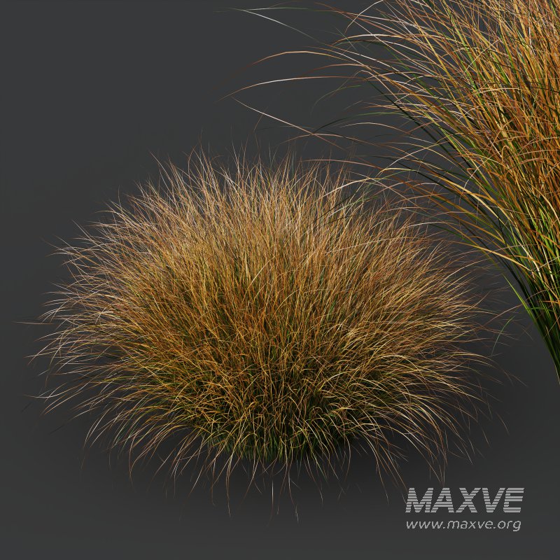 AV Carex Testacea Orange Sedge Grass Prairie Fire - Image 5