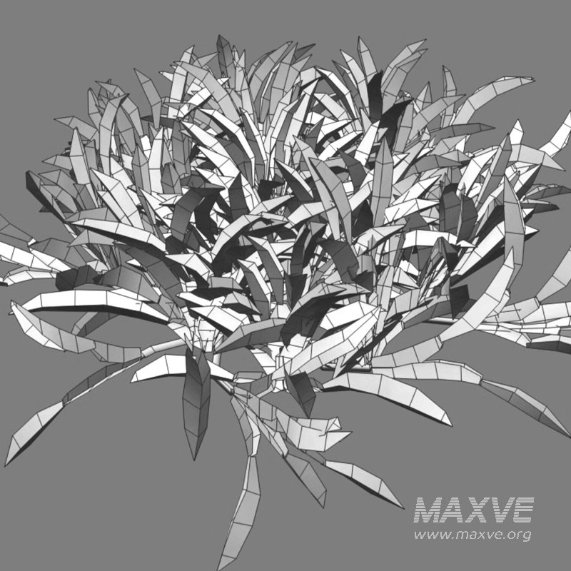 Axonopus compressus_old - Image 6