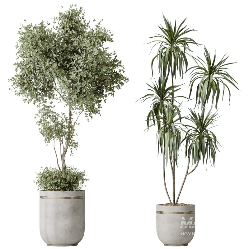 AV Indoor plants set 187 Mission Kalamata Arbequina Olive and Lemon Lime Cane Dragon and Ficus Microcarpa Moclame - Image 2
