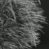 AV Calamagrostis Acutiflora Karl Foerster and Carex Elata Aurea Grasses - Thumbnail 8
