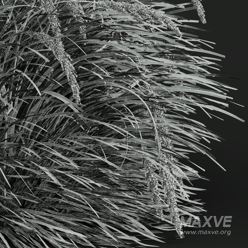 AV Calamagrostis Acutiflora Karl Foerster and Carex Elata Aurea Grasses - Image 8