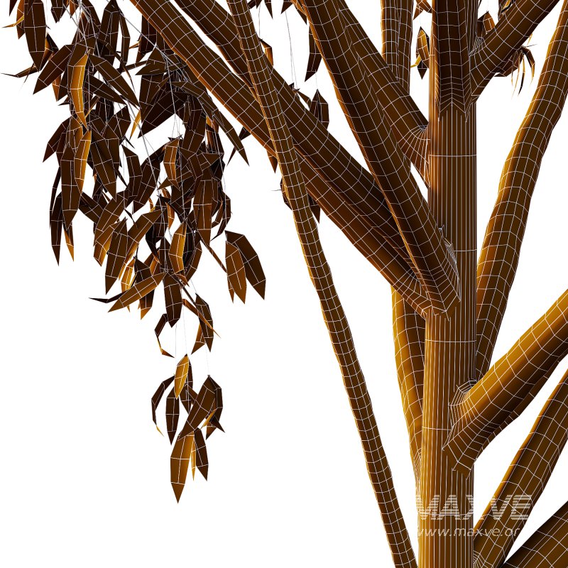 Eucalyptus Robusta Trees 07 - Image 2