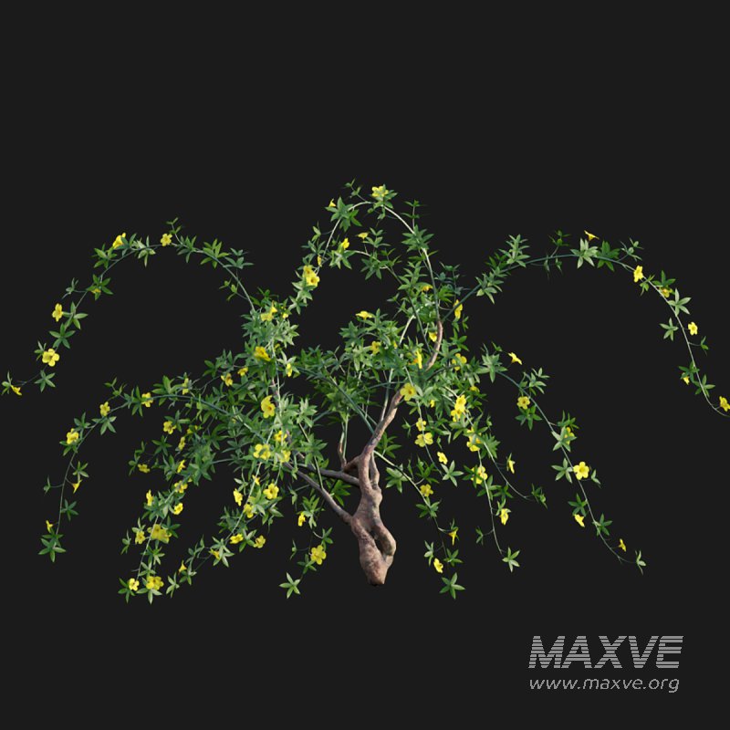 Allamanda cathartica – Golden Trumpet 02 - Image 4