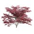 Japanese maple – Acer palmatum 01 - Thumbnail 4