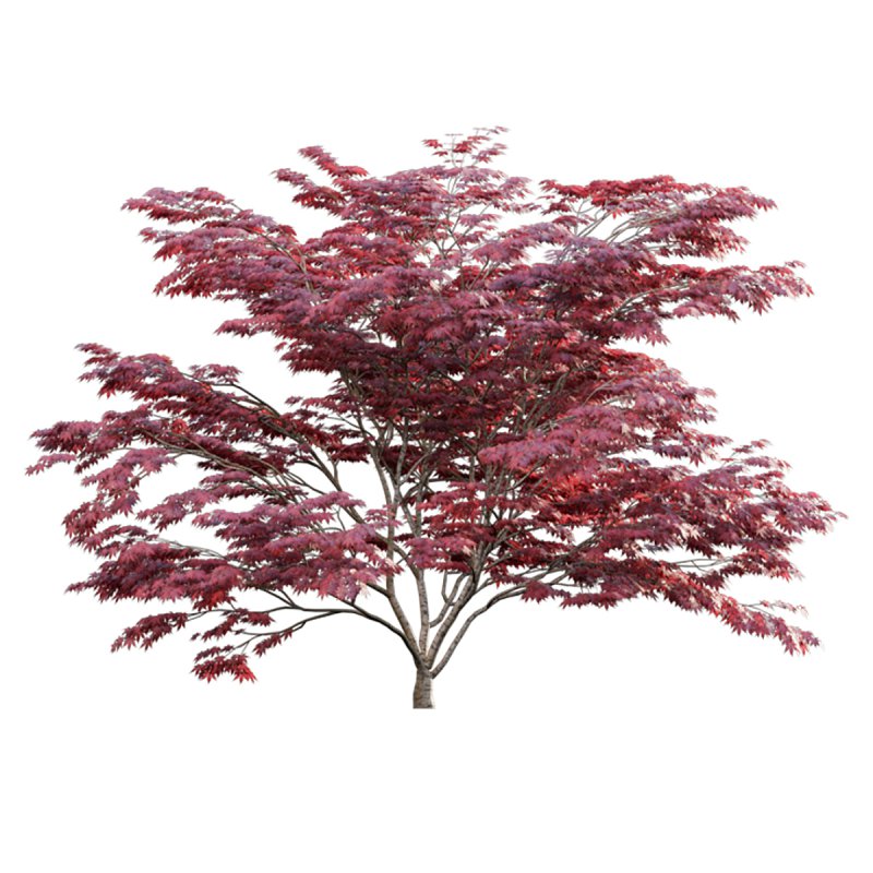 Japanese maple – Acer palmatum 01 - Image 4