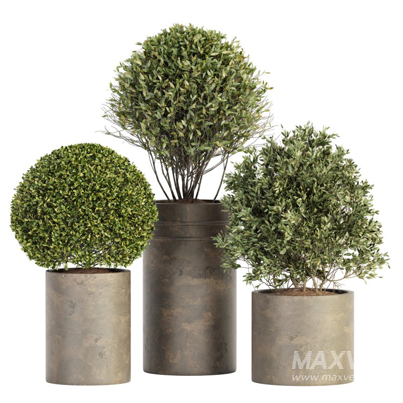 Outdoor Plant Set 015 - Image 1