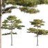 Pinus tabuliformis 02 - Thumbnail 1