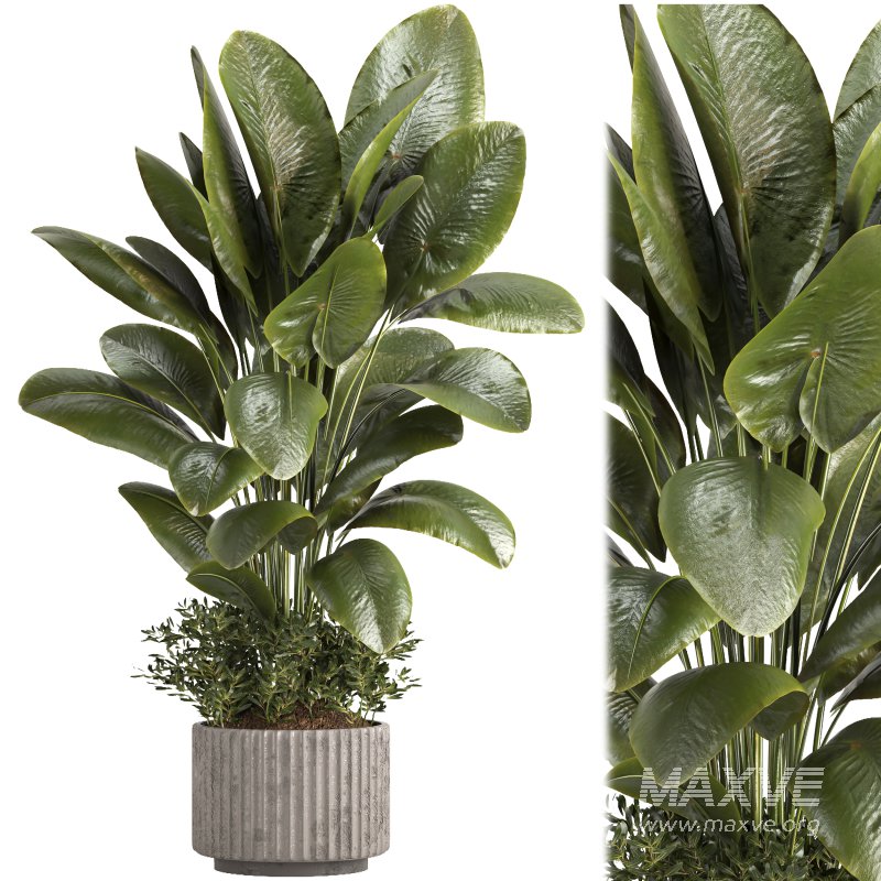 Indoor plant 06 - Image 1