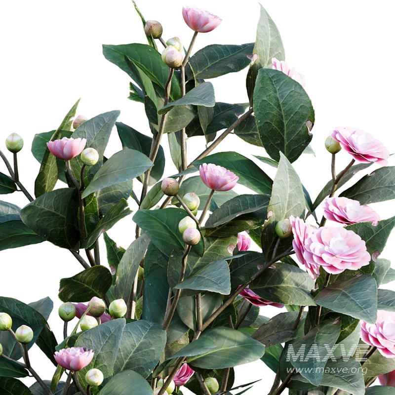 Camellia japonica – Japanese camellia 01 - Image 5