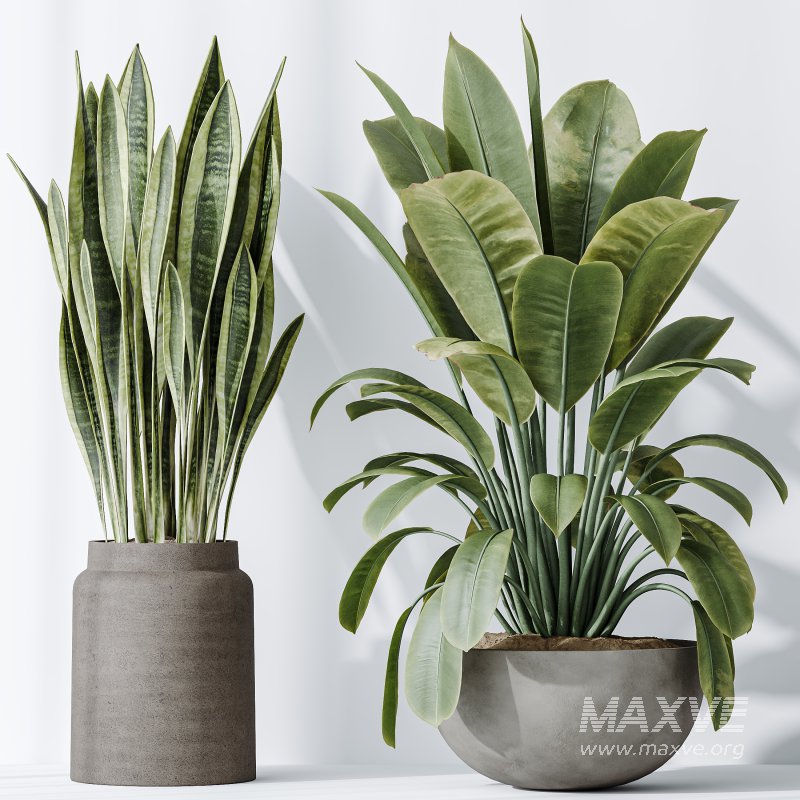 AV Indoor plants set 182 Areca Majesty Palm and Ficus Elastica Robusta and Olive Elegant Mission and Green Sansevieria - Image 6