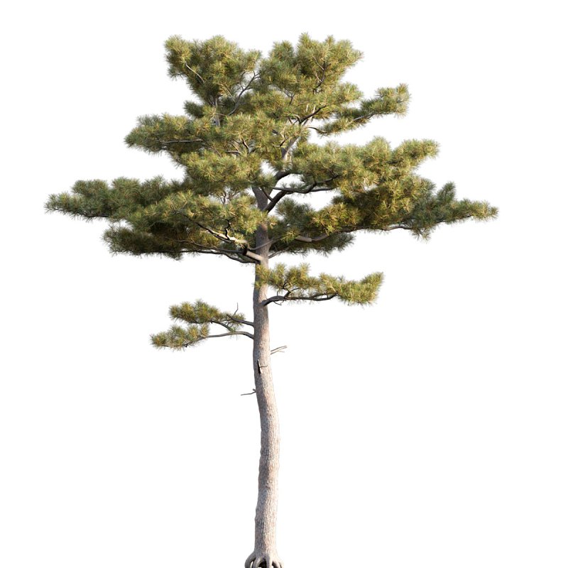 Pinus tabuliformis - Image 3