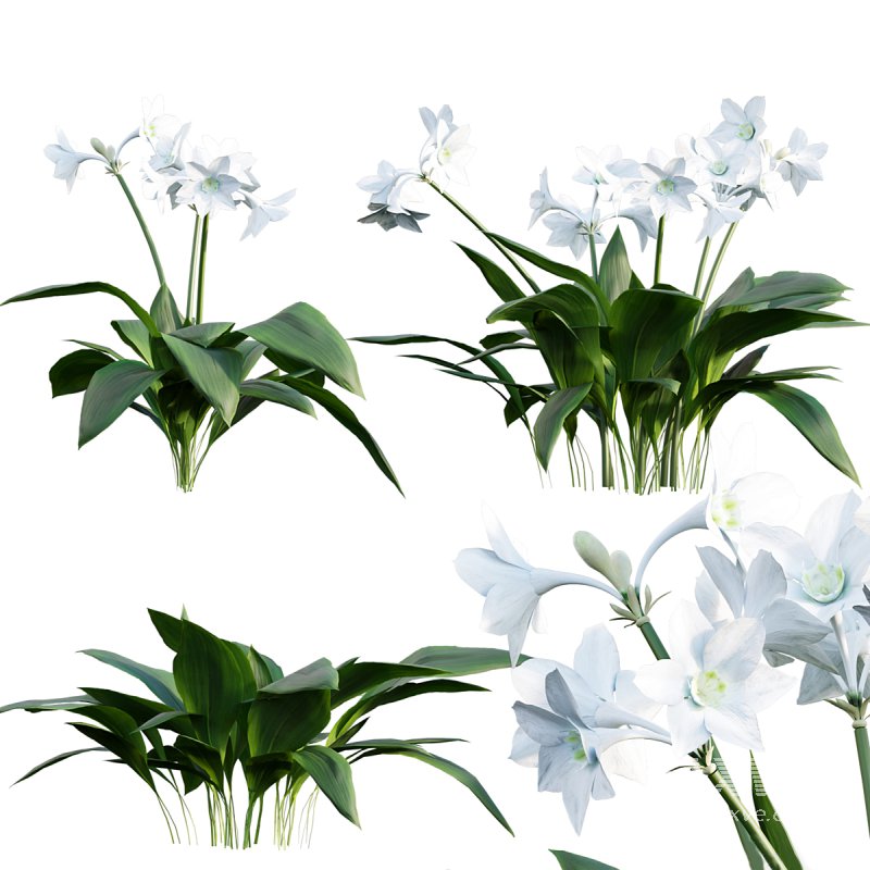 Eucharis grandiflora – Amazon Lily - Image 1