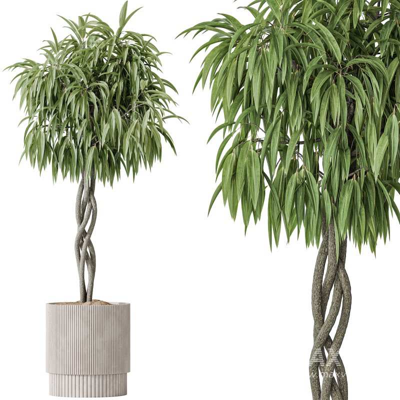 AV Indoor plants set 190 Mandarin Citrus Fruit Lemon and Ficus Binnendijkii and Lemon Lime Cane Dragon and Bird Of ParadiseBird - Image 3