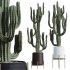AV HousePlants Cactus Euphorbia Ingens Candelebra Saguaro Peruvian - Thumbnail 3