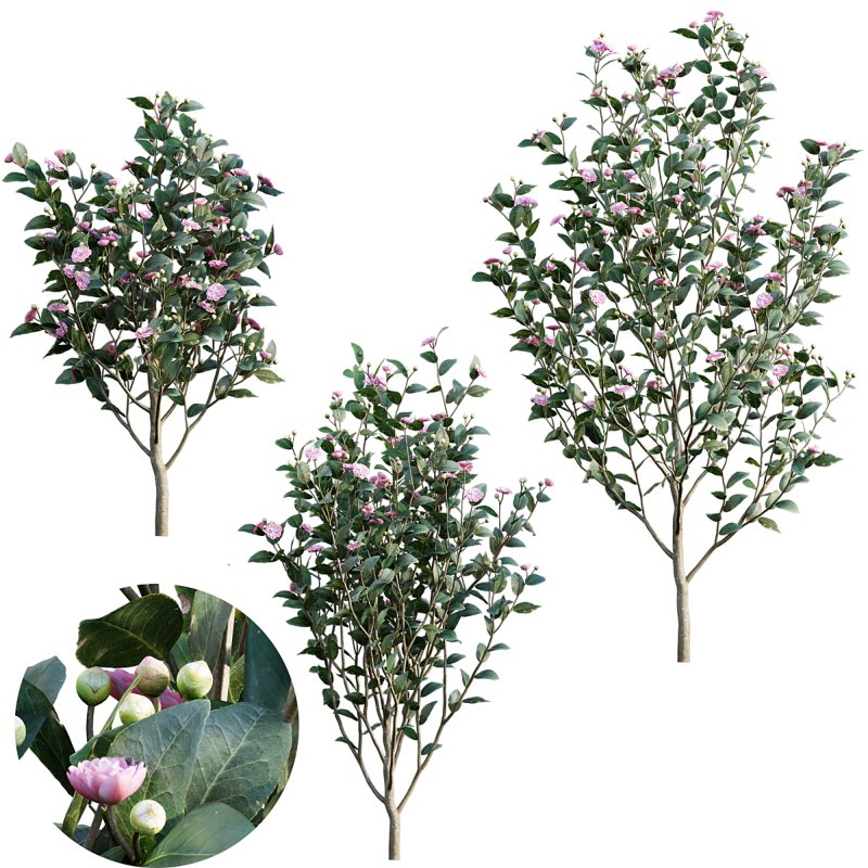 Camellia japonica – Japanese camellia 02 - Image 1