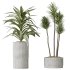 AV Indoor plants set 183 Areca Majesty Palm and ParadiseBird and Lemon Lime Cane Dragon and Olive Artificial and Aloifolia Rostrata Palm - Thumbnail 3