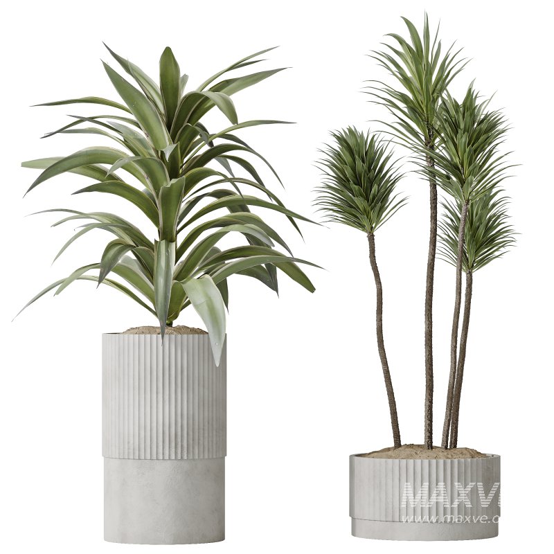 AV Indoor plants set 183 Areca Majesty Palm and ParadiseBird and Lemon Lime Cane Dragon and Olive Artificial and Aloifolia Rostrata Palm - Image 3