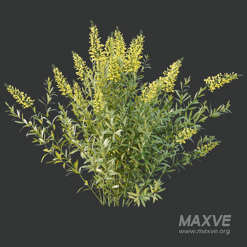 AV 7 different bush Linaria Vulgaris Yellow Toadflax and Gypsophila Paniculata Snowflake Breath - Image 6
