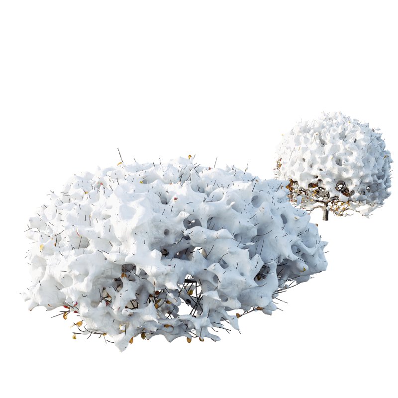 AV Plants Ligustrum Quihoui Privet Pruned Sphere Winter Snow - Image 2