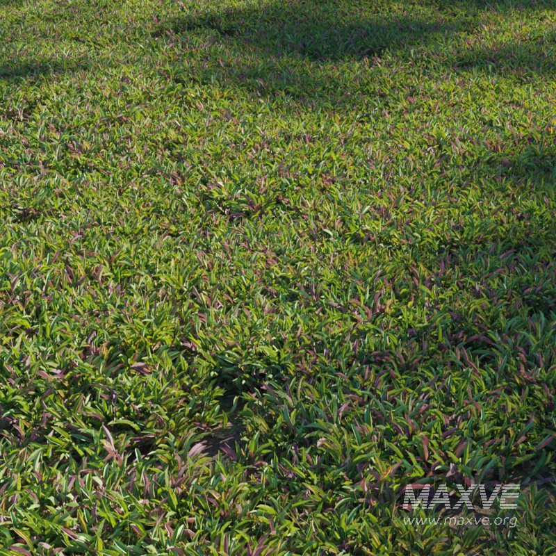 Axonopus Compressus Set 03 - Image 1