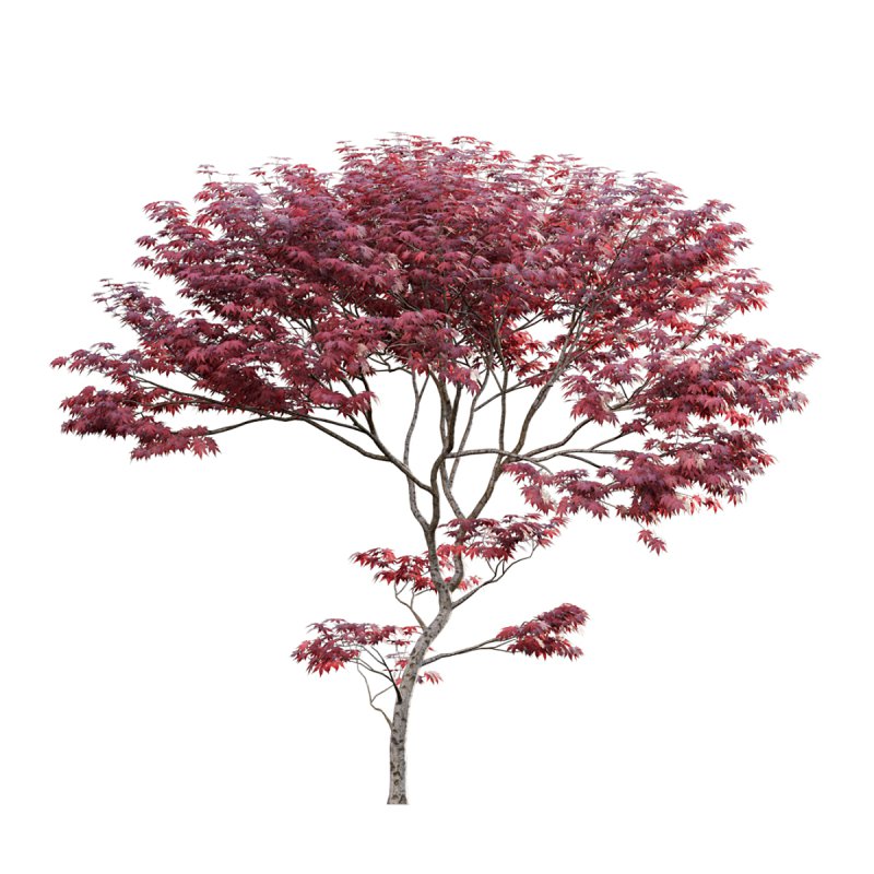 Japanese maple – Acer palmatum 01 - Image 6