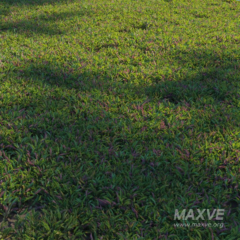 Axonopus Compressus Set 03 - Image 2