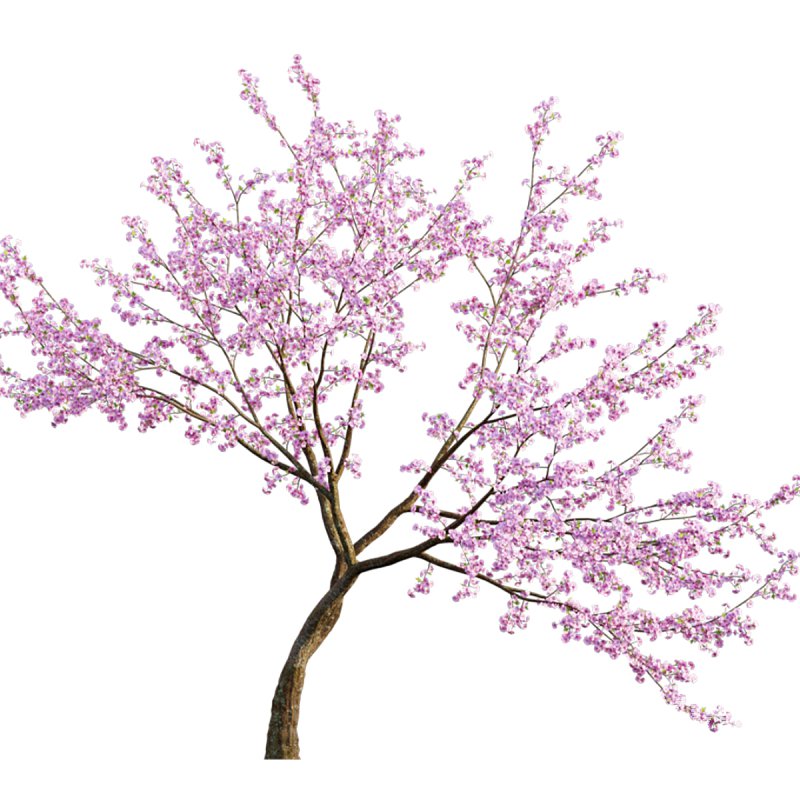 Prunus persica – Peach trees – Nectarine trees - Image 3