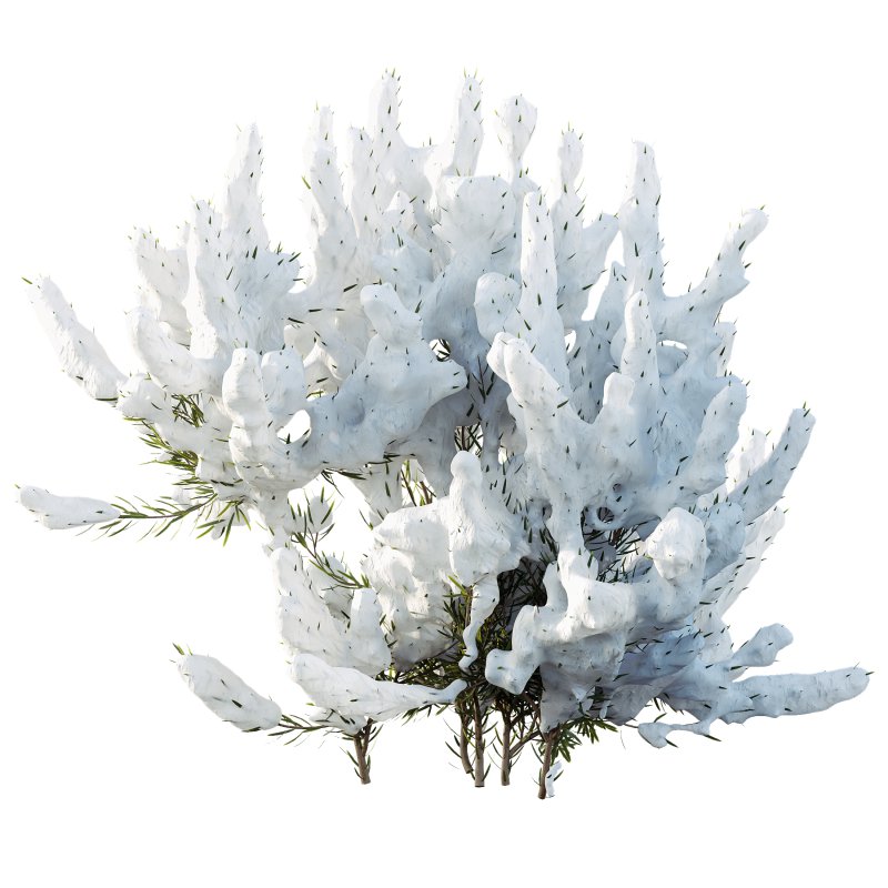 AV Plants Wild_Erica Multiflora Bruyere Fiche Winter Snow - Image 2