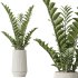 AV Indoor plants set 184 Olive Artificial Olea Tree and Zamiifolia Araceae and Lemon Lime Cane Dragon and Euphorbia Drupifera - Thumbnail 3