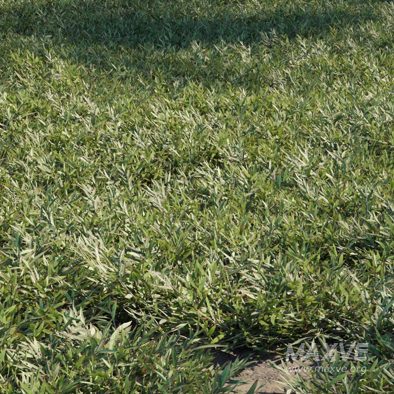 Chrysopogon aciculatus 03 - Image 1