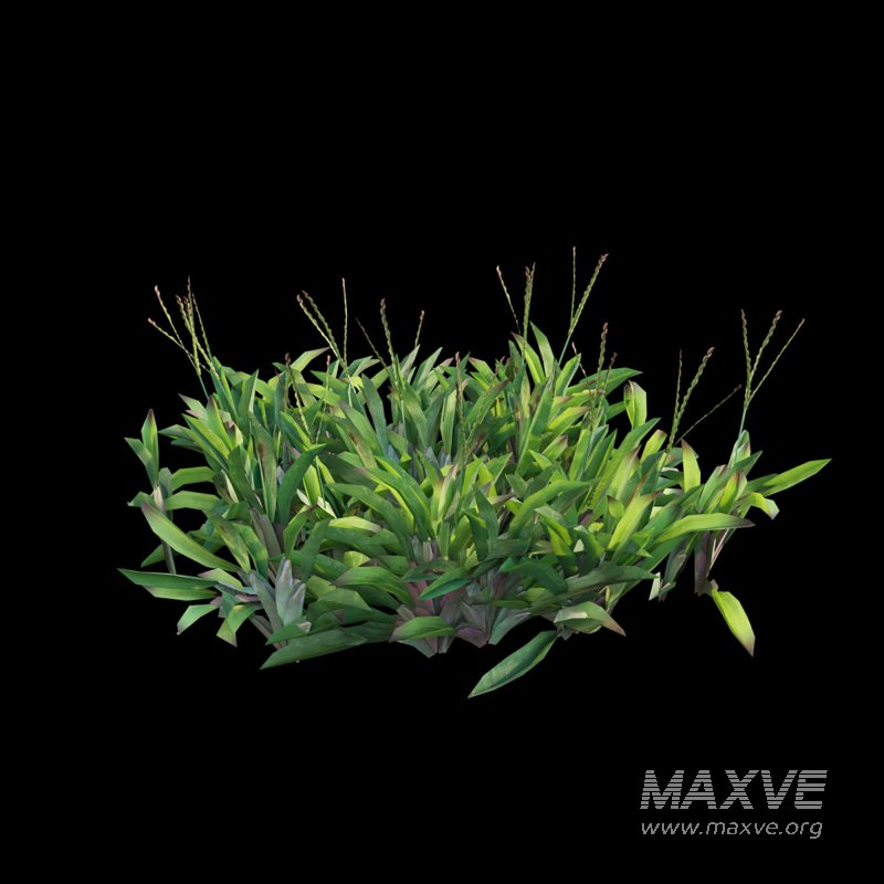 Axonopus Compressus Set 01 - Image 4