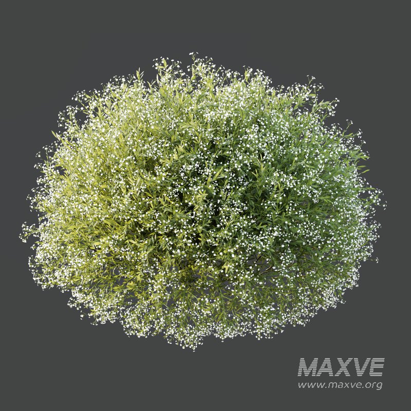 AV 7 different bush Linaria Vulgaris Yellow Toadflax and Gypsophila Paniculata Snowflake Breath - Image 5